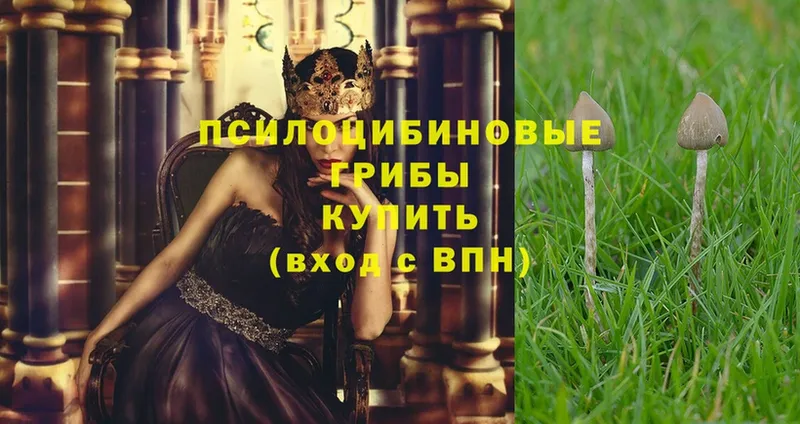 Псилоцибиновые грибы Psilocybe  blacksprut tor  Глазов  купить закладку 